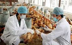 Thủ tướng chỉ đạo triển khai đồng bộ các giải pháp phòng, chống dịch bệnh gia súc, gia cầm