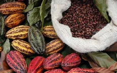 Cacao Việt từng bước tạo ra vị thế riêng