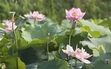 Văn khấn ngày rằm tháng 3 âm lịch