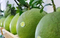 Bưởi Việt Nam có mặt tại chuỗi siêu thị lớn của Hàn Quốc