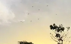 Suy giảm đàn chim trời do nạn săn bắn trộm