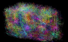 Vẽ bản đồ thần kinh não chuột để nghiên cứu về Alzheimer