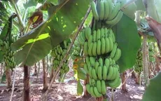 Thay đổi trong mô hình nông nghiệp hữu cơ giúp tăng hiệu quả kinh tế