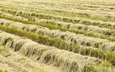 Tìm kiếm giải pháp giúp nâng cao chuỗi giá trị rơm rạ