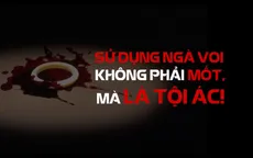 Tiêu thụ trang sức từ ngà voi là tiếp tay cho tội ác