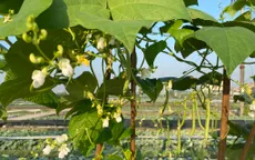 Ngày xấu còn lại trong tháng 3 âm lịch năm Ất Tỵ cần tránh là ngày này