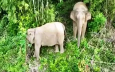 Đàn voi rừng xuất hiện trong khu dân cư Đồng Nai