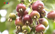 Bất ngờ với khu vườn ‘trái cây quý tộc’