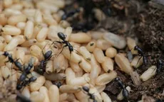 Đừng chủ quan với dị ứng thực phẩm