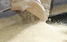 Nhật Bản cân nhắc nhượng bộ về đậu nành và gạo khi đàm phán thuế với Mỹ