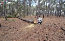 Cận cảnh hiện trường cây thông trong dự án sân golf Đak Đoa bị đốn hạ