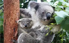 Phản ứng dữ dội về việc chính quyền Australia bắn tỉa 700 gấu Koala từ trực thăng