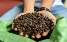 Giá cà phê đang ở ngưỡng cao nhất trong lịch sử cà phê thế giới