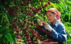 Từ chiến trường đến mùa vàng bạc tỷ