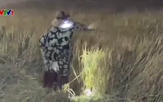 Cắt lúa lúc nửa đêm, chặt mía từ 2 giờ sáng để tránh nắng