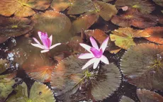 Giờ đẹp thắp hương ngày mùng 1 tháng 4 âm lịch Ất Tỵ