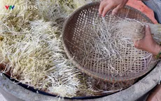 Lắng nghe giá đỗ kể về hành trình "vươn mình trong cát"