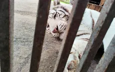 Người truyền cảm hứng cho toàn thế giới về tình yêu động vật bị hổ trắng vồ chết