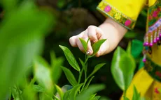Bảo vệ “hương vị xứ trà”, hướng tới thương hiệu trà quốc gia