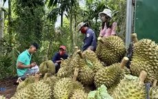 Xuất khẩu rau quả giảm lần đầu sau hai năm
