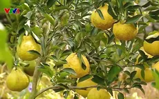 Độc lạ giống cam lai “Như Ý”