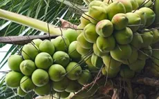 Tăng thêm lợi thế cạnh tranh cho dừa Việt Nam