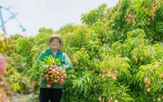 Nông dân ở Đắk Lắk "trúng đậm" vì vải thiều được mùa được giá