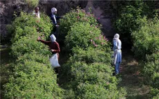 Thành phố hoa hồng trước nguy cơ “phai sắc”