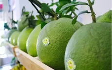 Cơ hội rộng mở cho trái bưởi Việt Nam