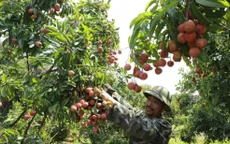 Chủ động các kịch bản tiêu thụ nông sản