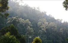 Đà Nẵng cảnh báo nguy cơ xảy ra cháy rừng