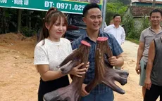 Độc đáo cặp nhung nai "khủng" ở Nghệ An giá gần 100 triệu đồng