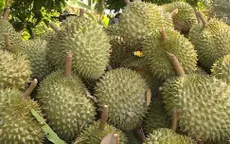 Phó Thủ tướng yêu cầu xử lý thông tin "Sầu riêng vẫn loay hoay giải quyết chất vàng O"