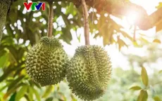 Kiểm soát chất cấm để giữ ''hộ chiếu'' cho sầu riêng