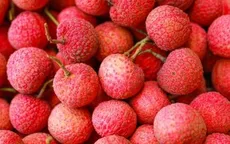 Mở rộng kết nối tiêu thụ vải thiều