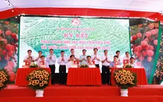 Bắc Giang: Vải thiều sớm Tân Yên mở rộng thị trường, hướng tới du lịch trải nghiệm