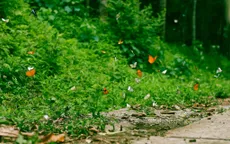 Cúc Phương mùa bướm đẹp cỡ nào mà đông khách du lịch đến thế?
