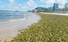 Rác tràn vào bãi biển, Vũng Tàu huy động lực lượng xuyên đêm thu gom