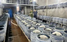 Triệt phá hai cơ sở dùng hóa chất cấm sản xuất gần 350 tấn giá đỗ ở Lào Cai