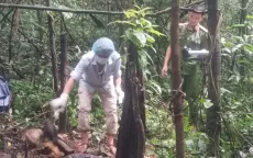 Phát hiện bộ hài cốt trong rừng nghi là đối tượng truy nã