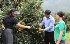 Nông dân Phú Thọ trúng lớn nhờ giống vải đạt OCOP 3 sao