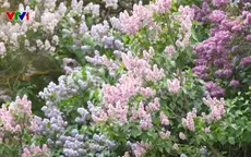 Đắm chìm trong sắc hoa tử đinh hương nở rộ tại Nga