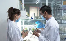 Kon Tum: Làm rõ nguyên nhân cấp mã số vùng trồng bất thường cho doanh nghiệp sâm Ngọc Linh