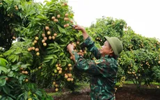 Chưa vào chính vụ, vải thiều đã lo “được mùa nhưng mất giá”