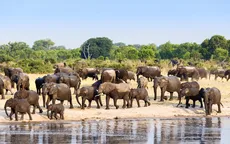 Zimbabwe tiêu diệt voi cung cấp thịt cho cư dân