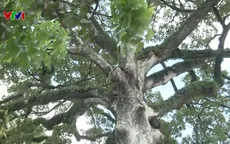 Khoảng 8.000 cây xanh cổ thụ ở TP Hồ Chí Minh có nguy cơ gãy đổ