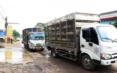 Phát hiện 2 vụ vận chuyển gia cầm không có giấy kiểm dịch, thu giữ gần 2.200 con