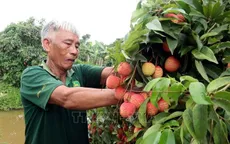 Vải trứng Hưng Yên được mùa, được giá