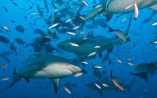 Điểm đến ngắm cá mập ngoạn mục nhất hành tinh