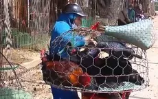 Gà tăng giá kỷ lục, chợ vẫn vắng bóng người bán